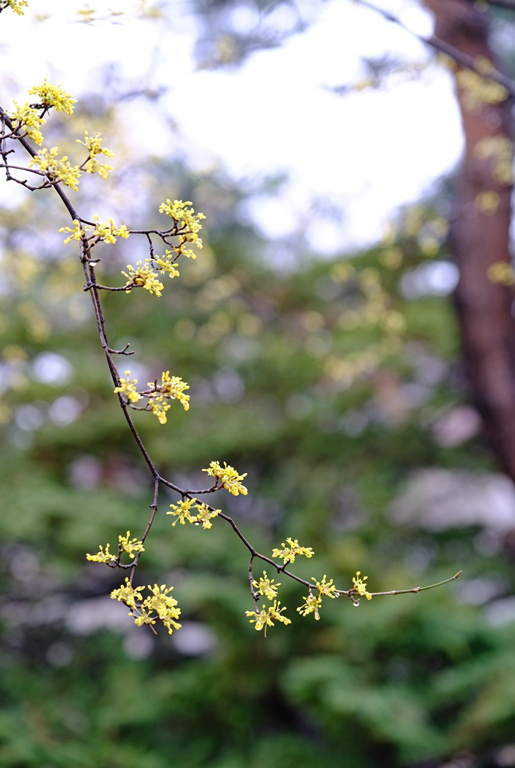 Cornus officinalis potted gift plant buds