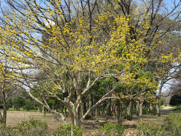 Seed to Street-Tree: Propagating Cornus officinalis Without Tears