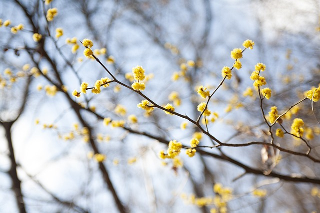 Four Seasons, One Tree: Design a Year-Round Border Starring Japanese Cornel