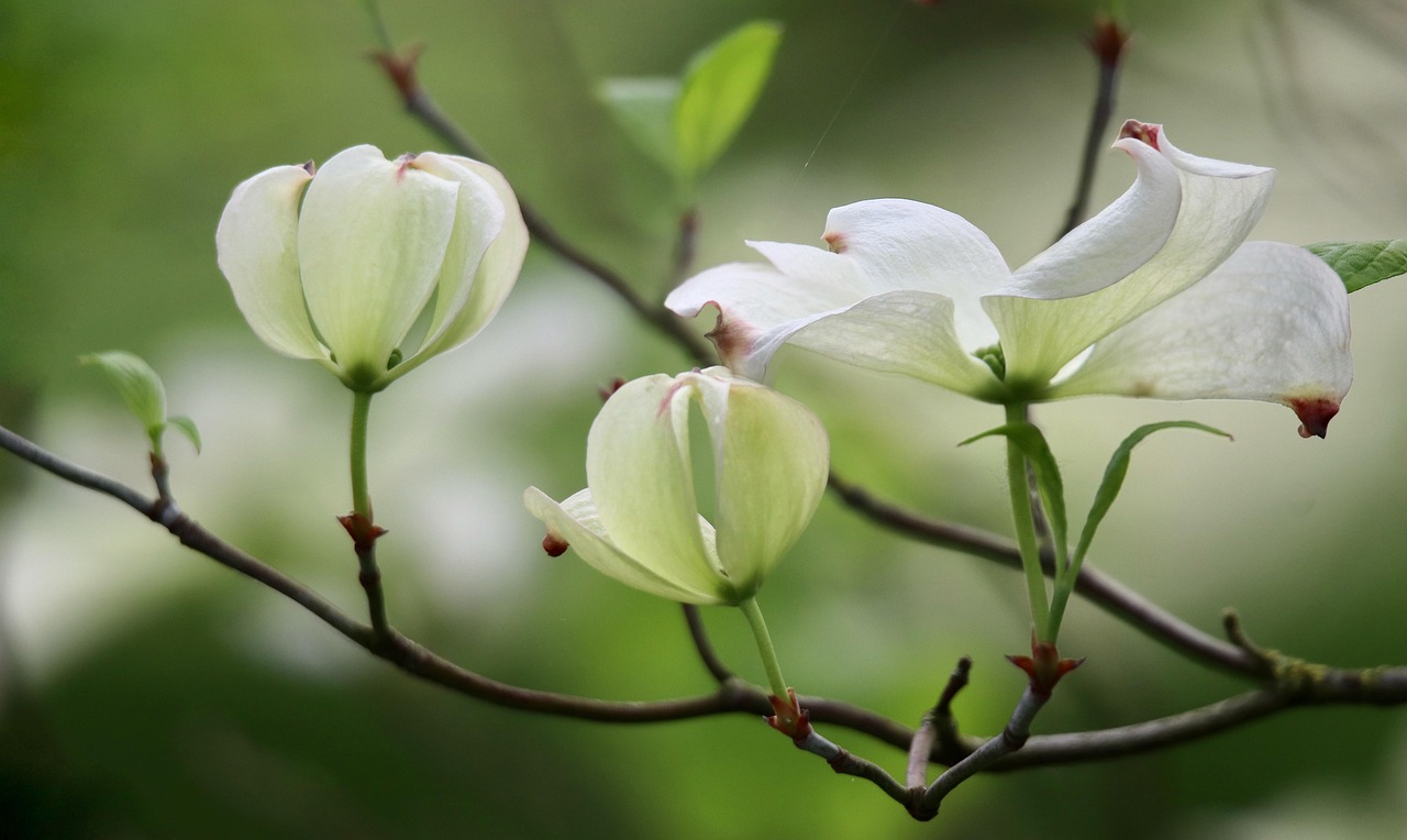 Japanese cornel dogwood with hellebores