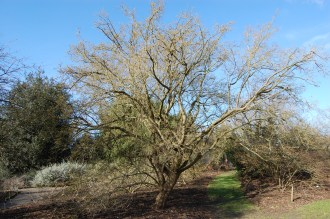 Cornus officinalis summer shade garden