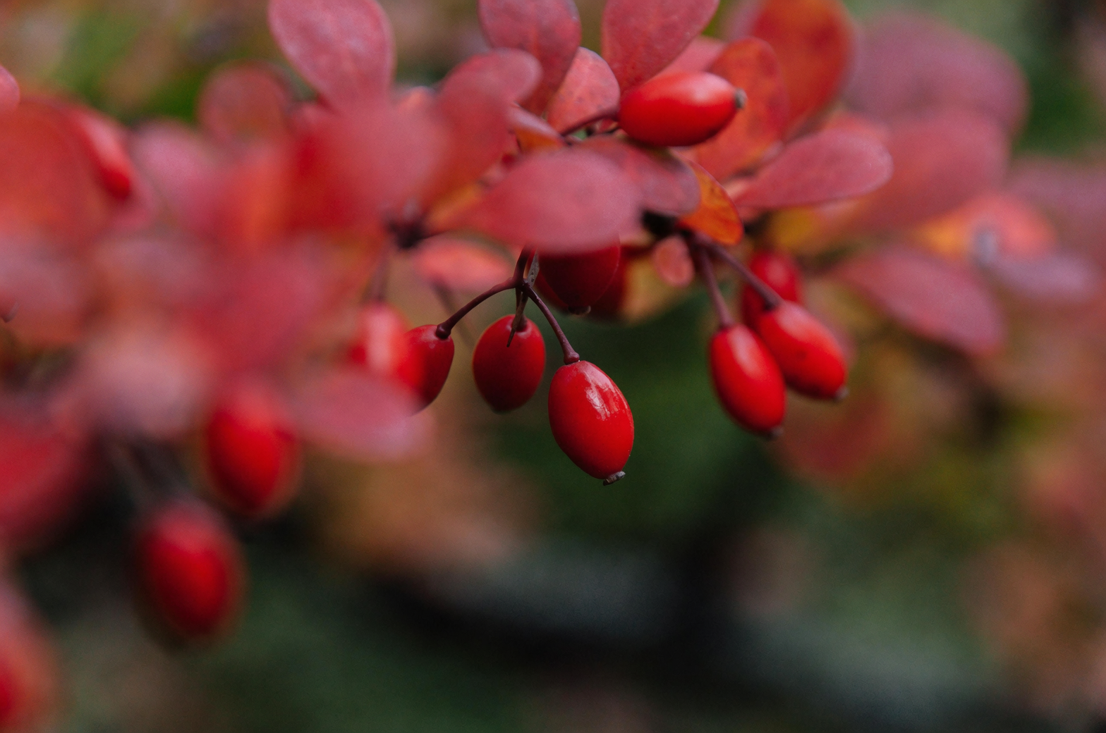 Cornus officinalis red fruit fall