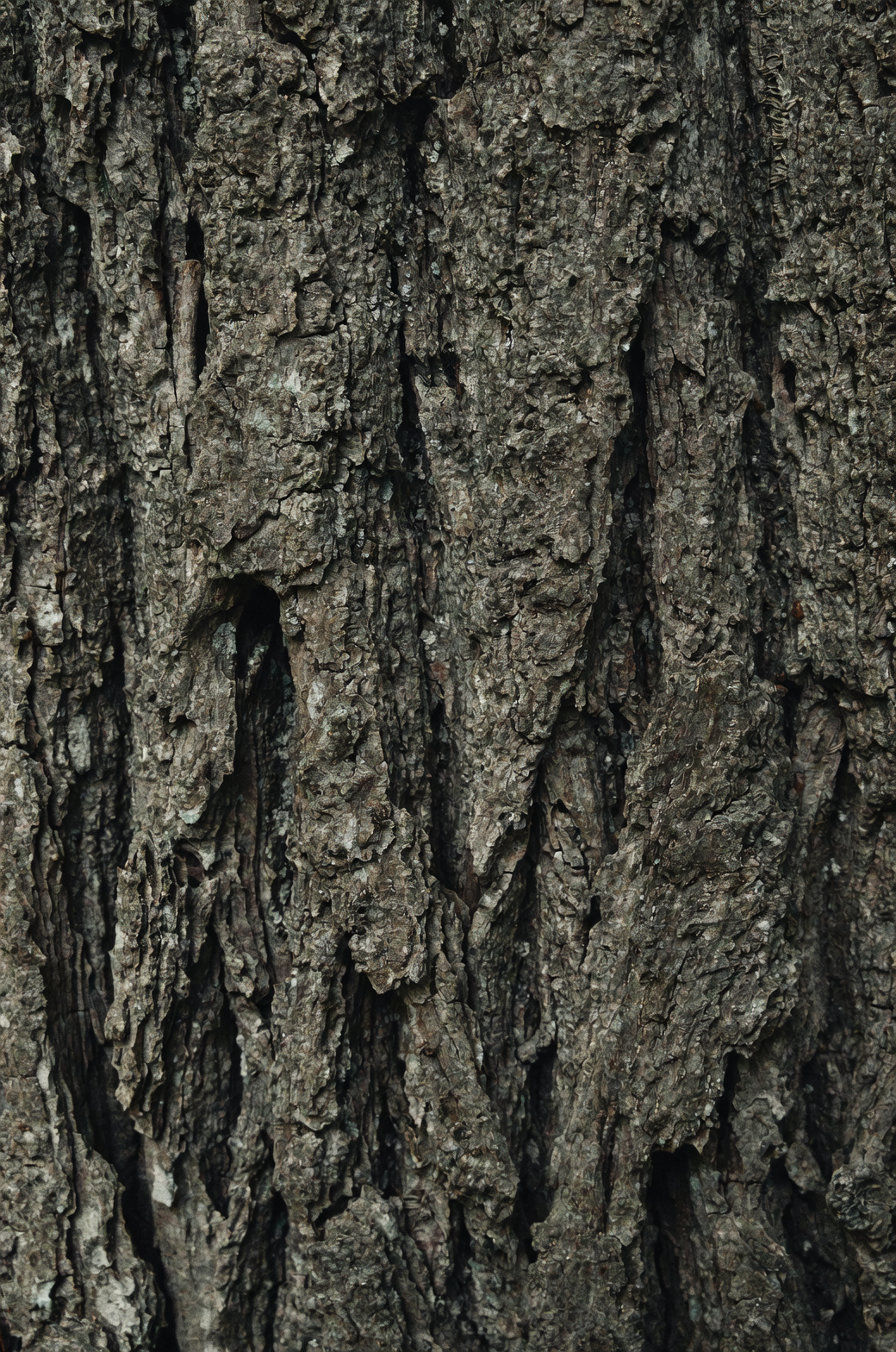 Japanese cornel dogwood bark close-up