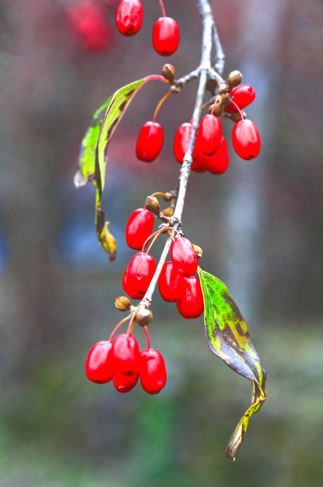 Sour to Sublime: Turn Cornus officinalis Fruit into Jams, Tonics, and Ruby Syrups
