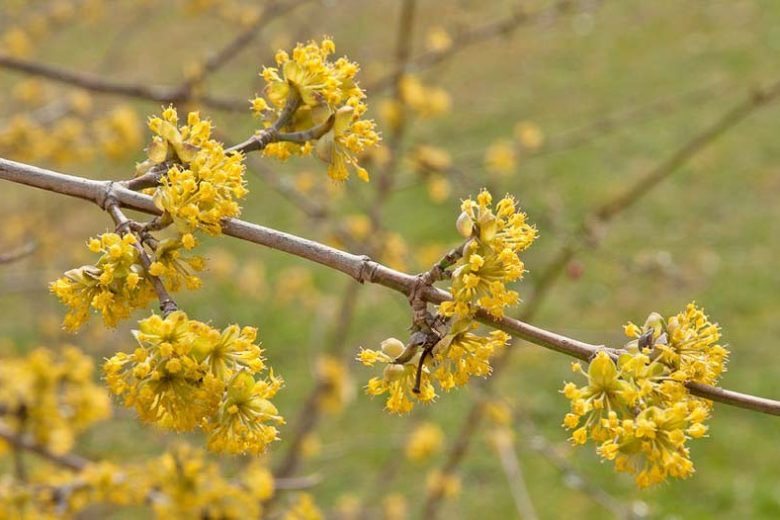 cornus officinalis yellow blossoms winter