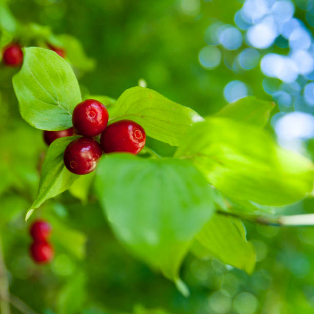 cornus officinalis food mill puree