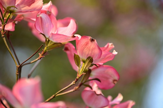 Cornus officinalis vs. Cornus mas: Which ‘Cornelian’ Fits Your Climate and Style?