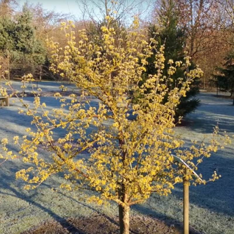 cornus officinalis late winter bloom
