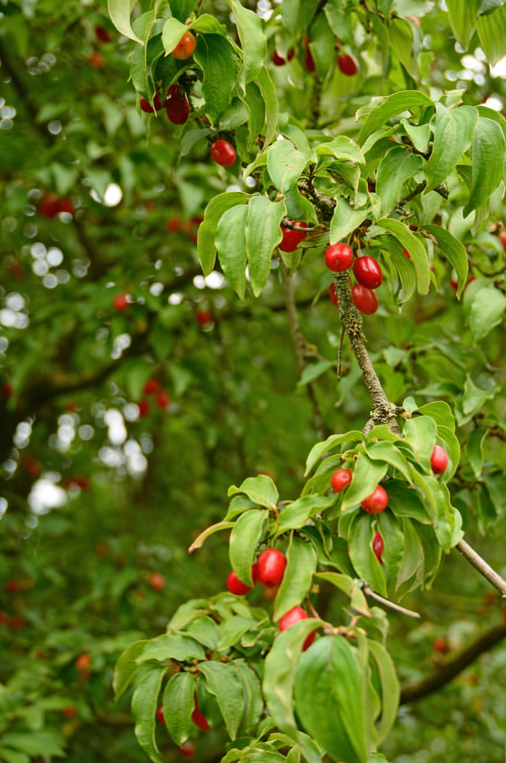 cornus mas red fruit cluster