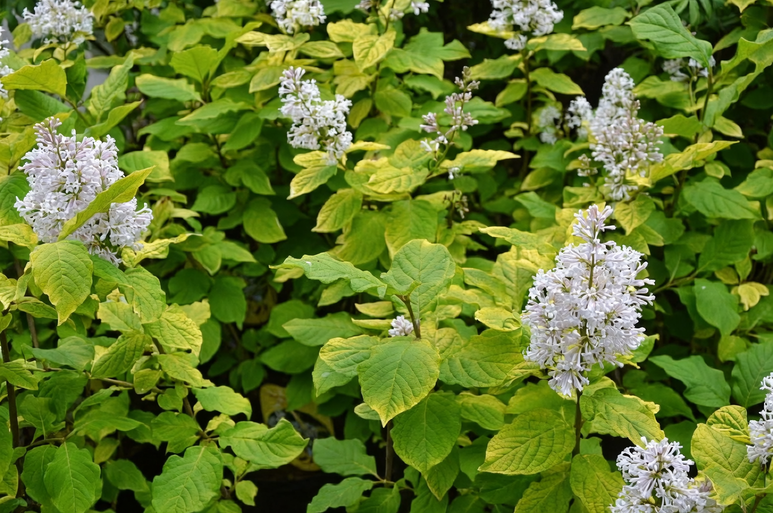 cornus officinalis multi-stem specimen garden