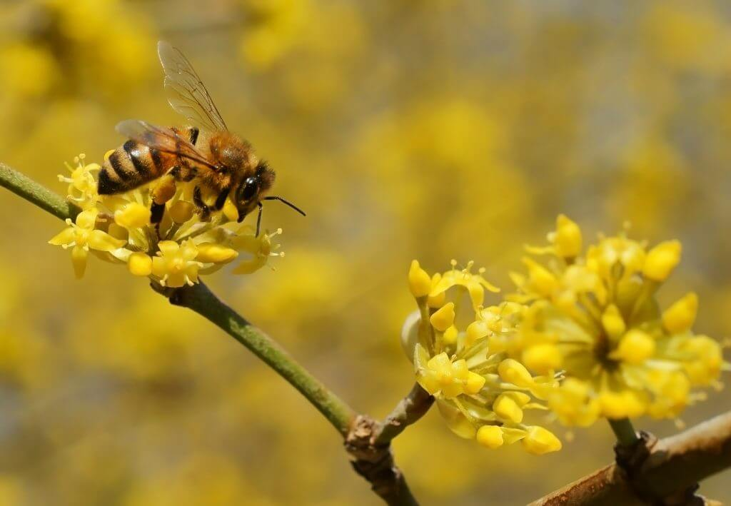 The First Feast: How Japanese Cornel Feeds Pollinators in the Cold and Birds in Fall