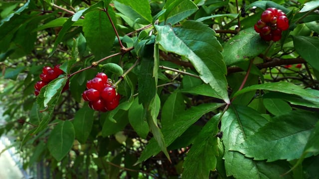 japanese cornel red fruits thrush