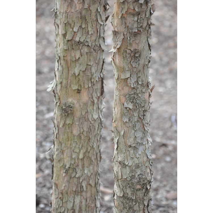 Cornus officinalis exfoliating bark closeup