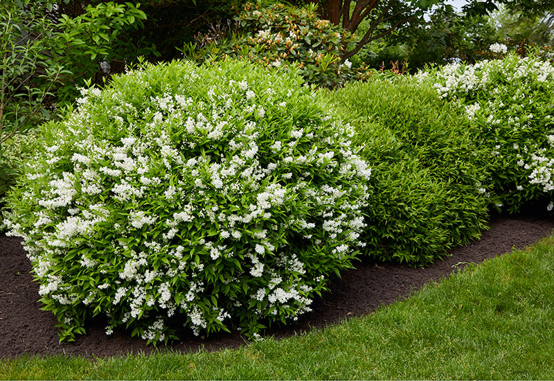 Japanese cornel pruning after flowering