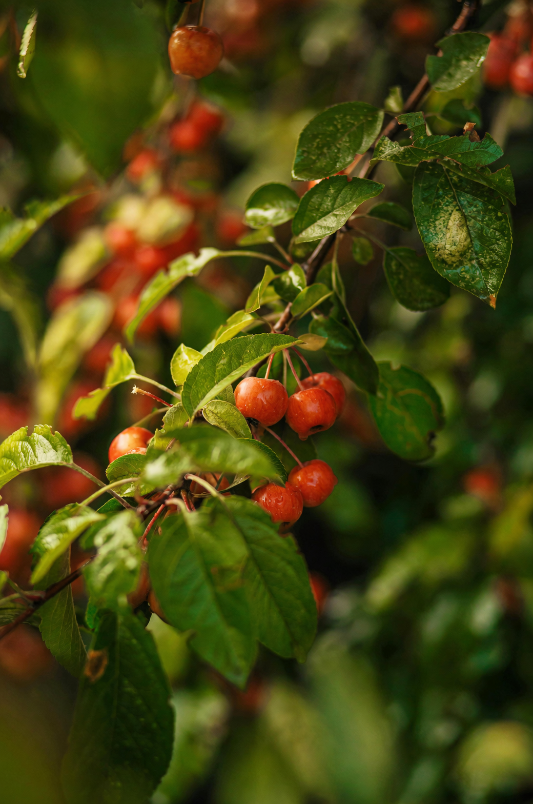 Japanese cornel red fruits on branch