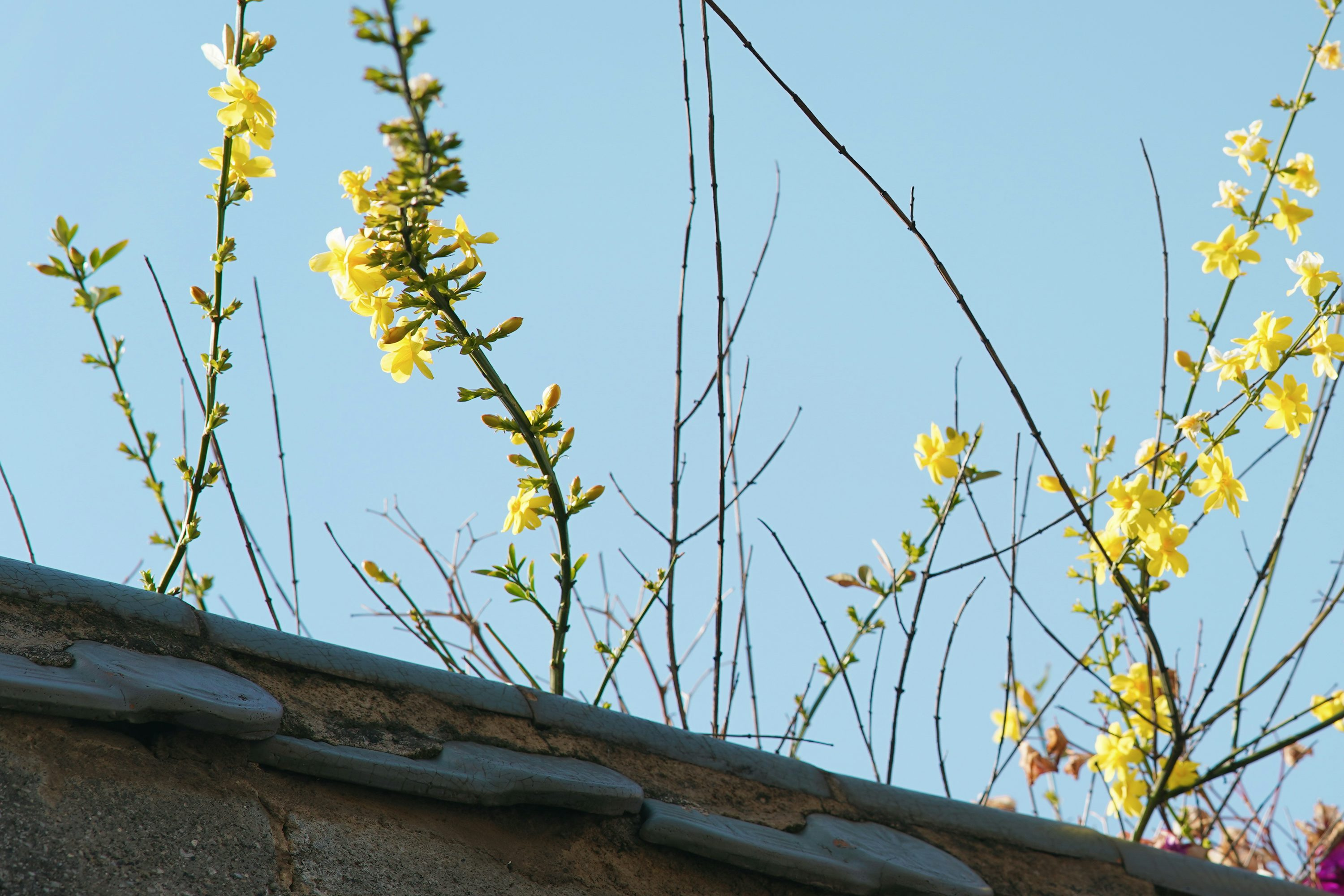 Shade at Noon, Sun by Morning: Microclimate Hacks for Max Bloom and Fruit