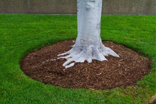 Japanese cornel mulch around base