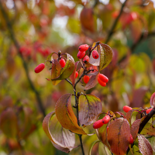 Japanese cornel red fruits close-up