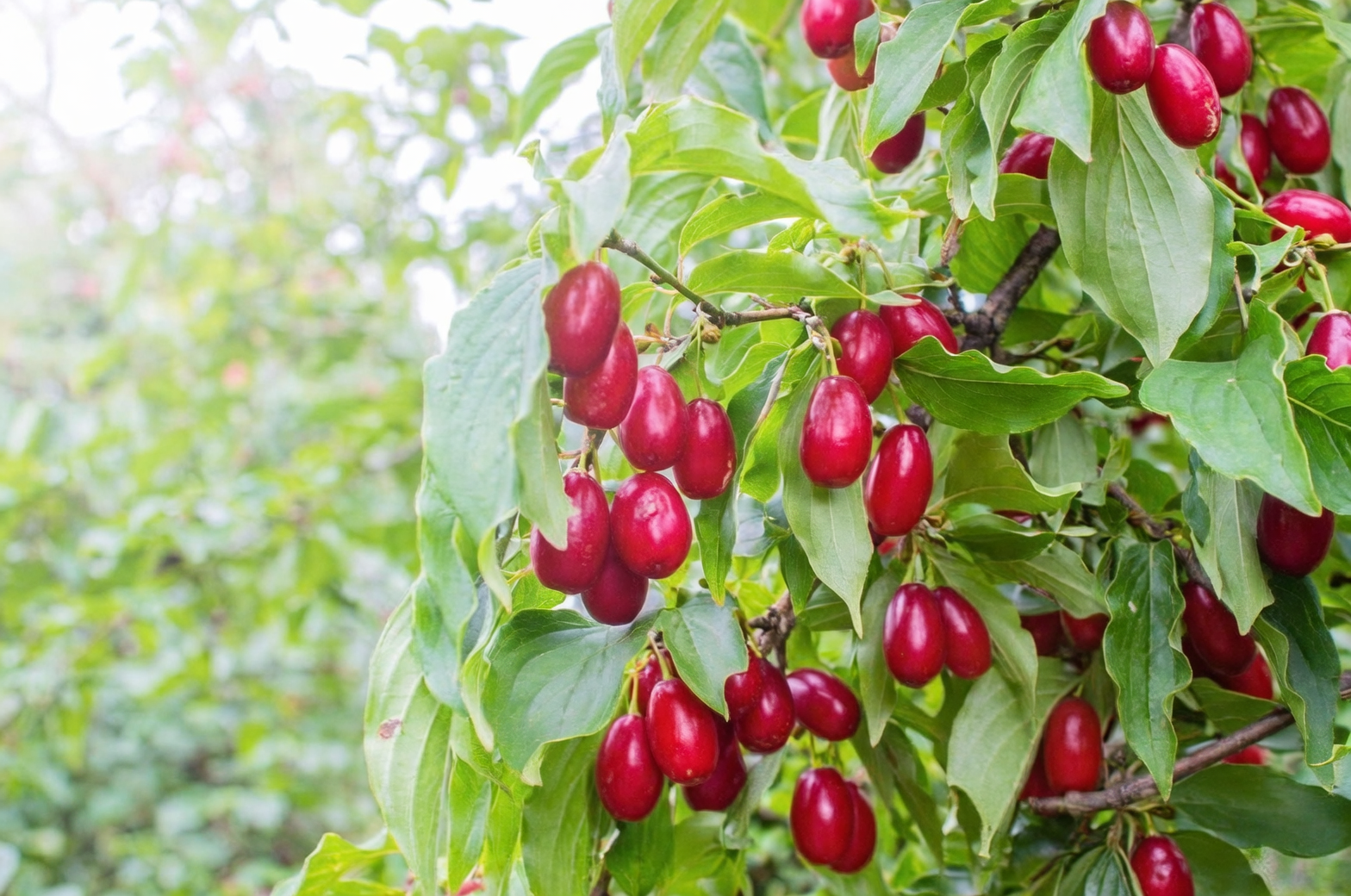 红果被蛀、叶子起白粉？山茱萸病虫害急救手册（黑疤痢、角斑、介壳虫全搞定）