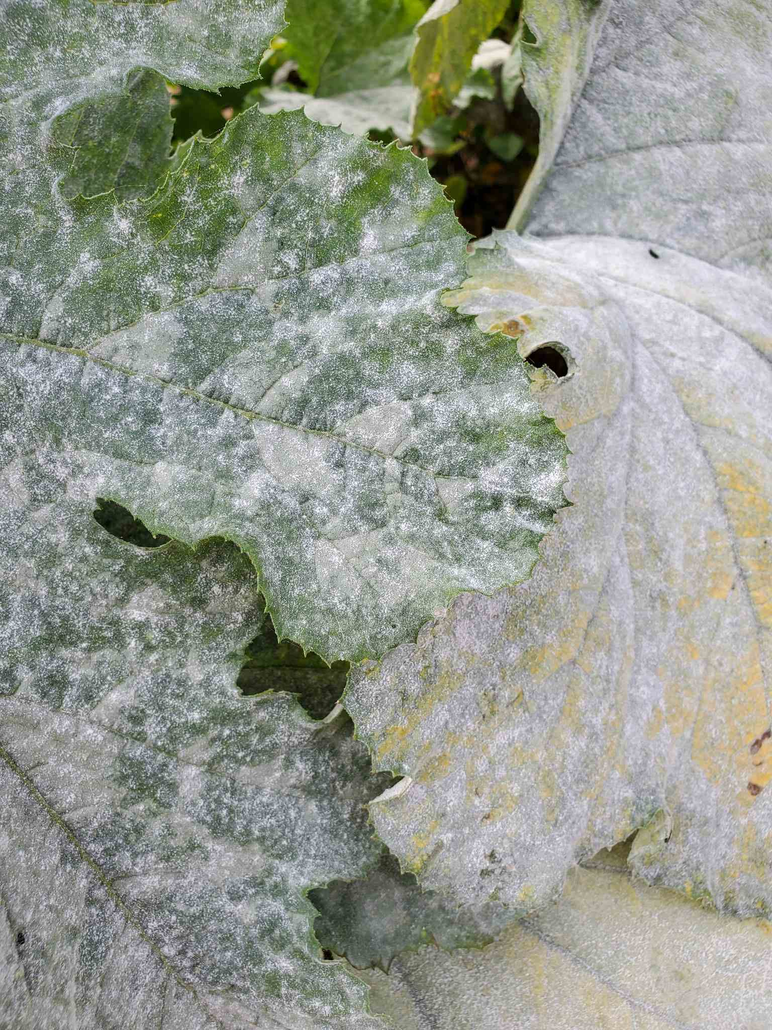 cornus officinalis leaf powdery mildew close-up