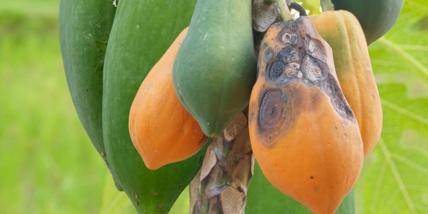 cornus officinalis fruit anthracnose lesions