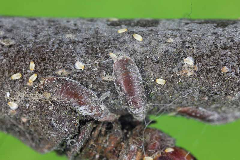 cornus officinalis branch scale insects