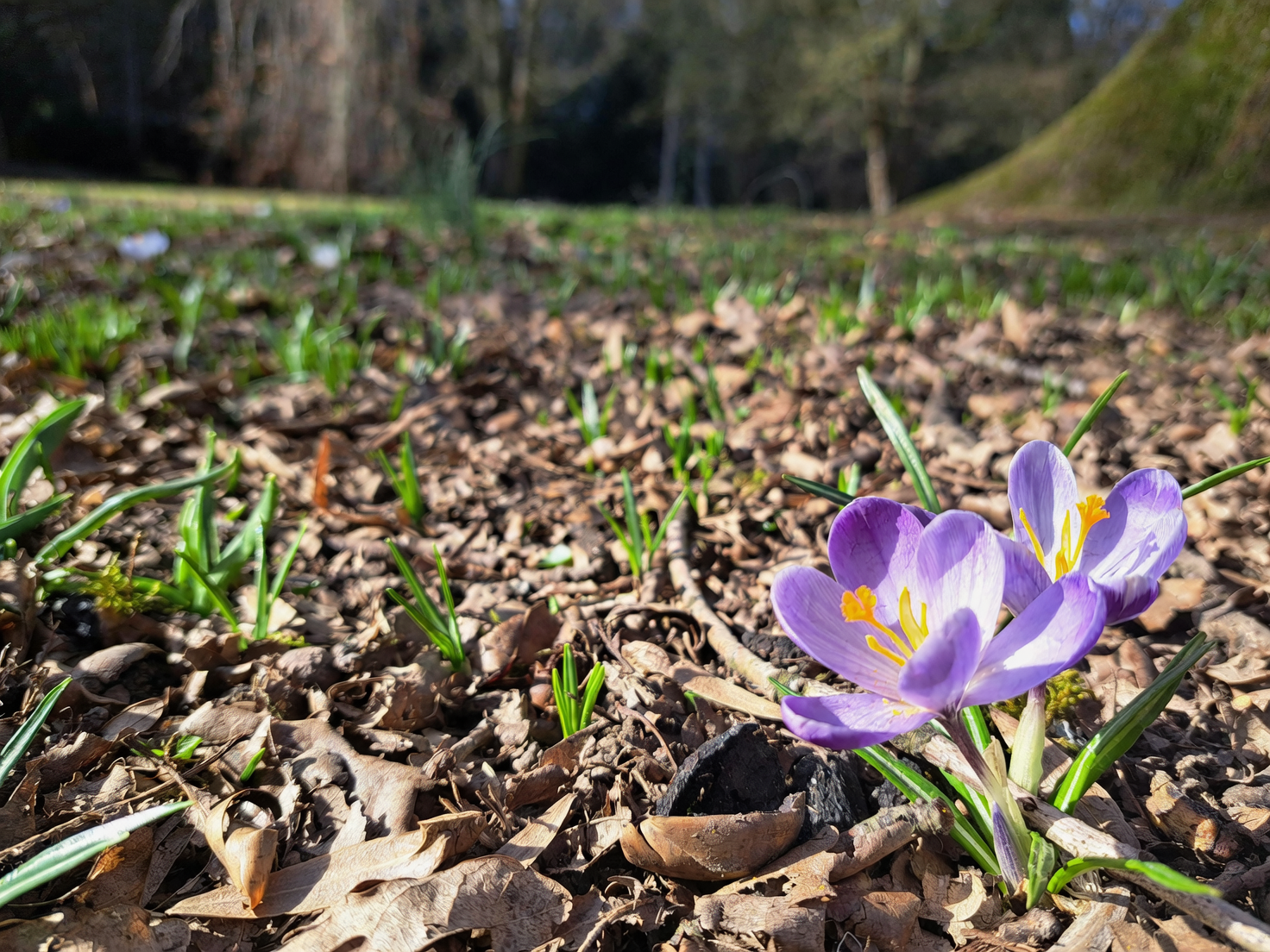 从《神农本草经》到网红庭树：山茱萸如何从华东山坡走进世界花园？