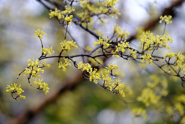 cornus officinalis flower umbel close-up
