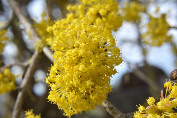 cornus officinalis habitat mountain slope