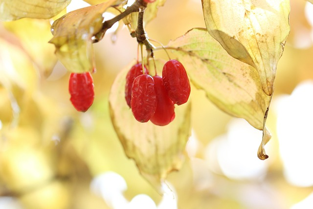 cornus officinalis red fruit in snow