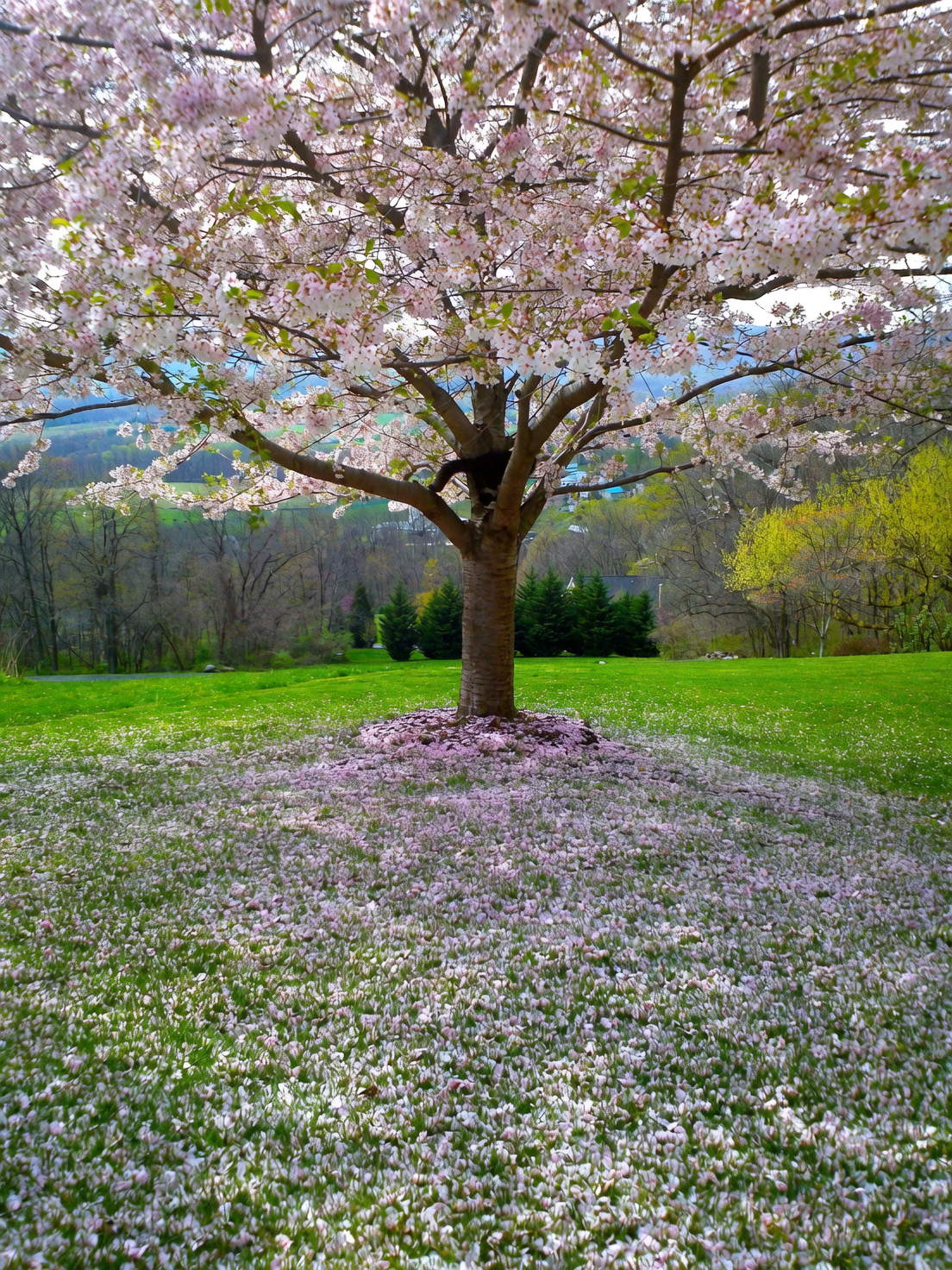 Cornus officinalis garden landscape tree
