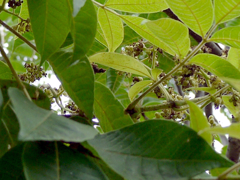 Cornus officinalis and Tetradium ruticarpum comparison