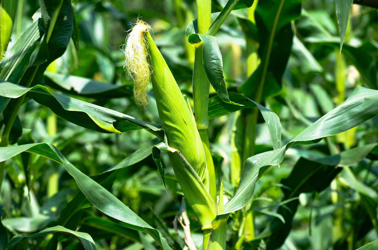 Cornus officinalis pair planting entrance