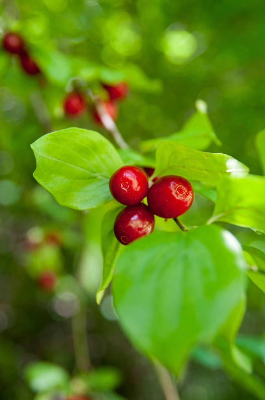 cornus officinalis red fruit clusters