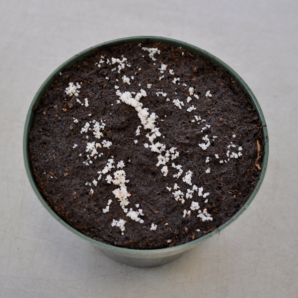 cornus officinalis seed stratification sand