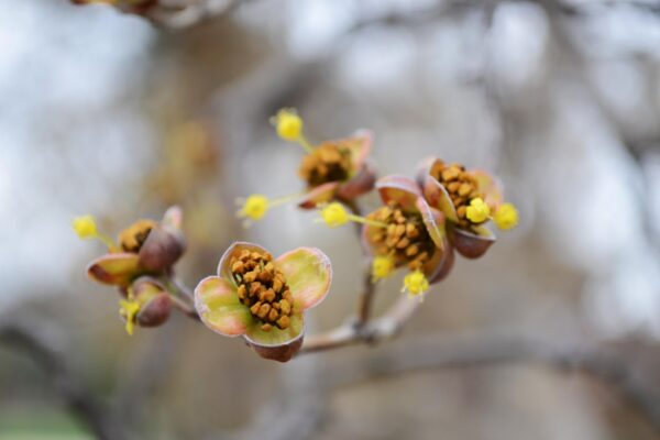 cornus officinalis cuttings under mist