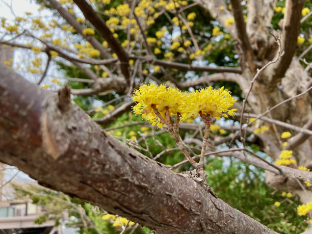 cornus officinalis T-budding close-up