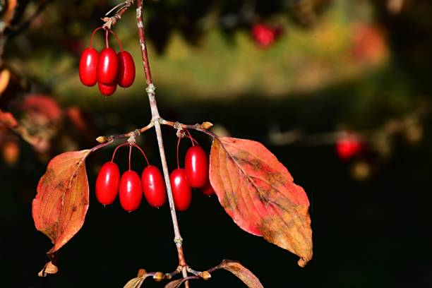 cornus officinalis red berries backlit