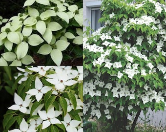 cornus officinalis park pathway planting
