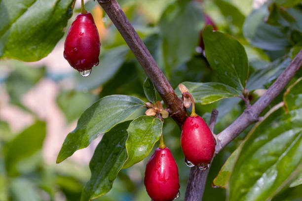 从树上到茶杯：山萸肉自制果酱、蜜渍与功能饮品的正确打开方式