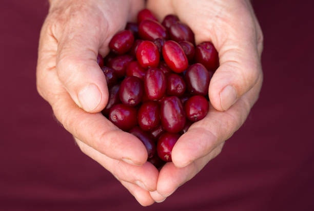 cornus officinalis apple jam on toast