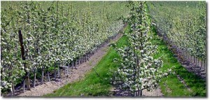 Cornus officinalis orchard cultivation rows