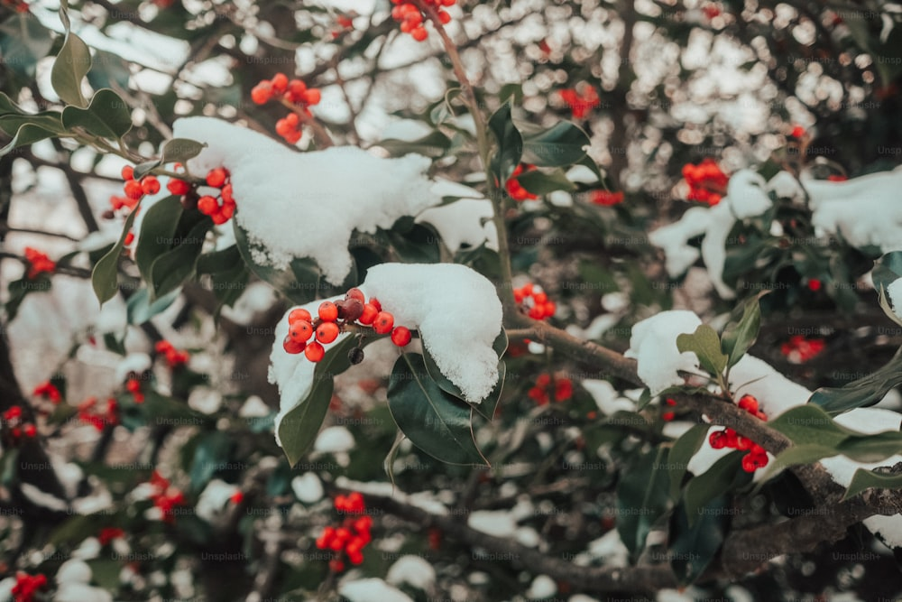 Cornus officinalis backyard tree winter red berries