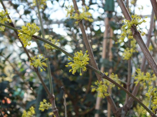 cornus officinalis spring flowers close-up
