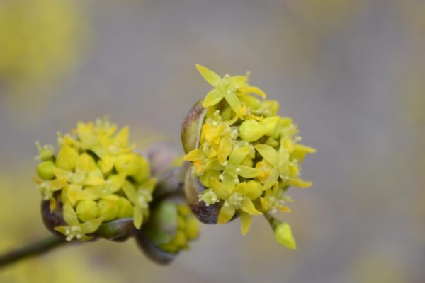 mason bee on cornus officinalis flower