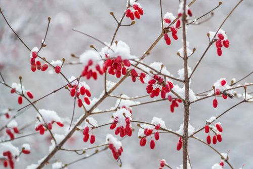 cornus officinalis red berries snow
