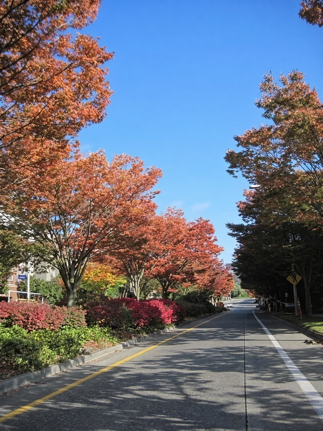 cornus officinalis street trees row