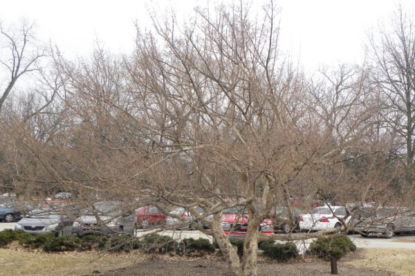 cornus officinalis winter pruning