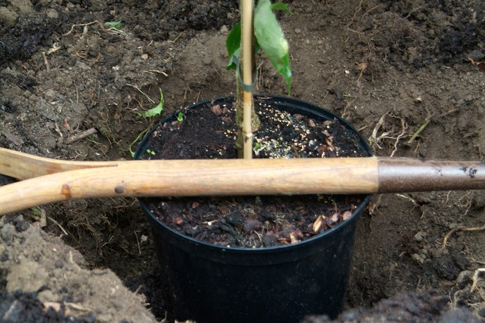 cornus officinalis planting hole soil