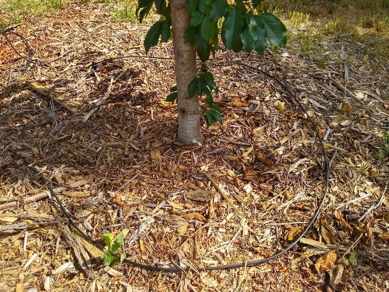 cornus officinalis ring drip irrigation